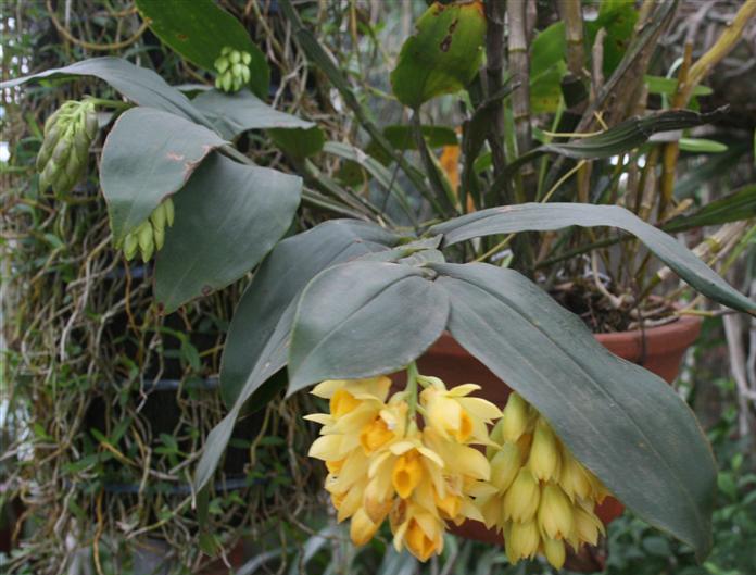 Thuỷ tiên dẹt - Kiều dẹt - Dendrobium sulcatum