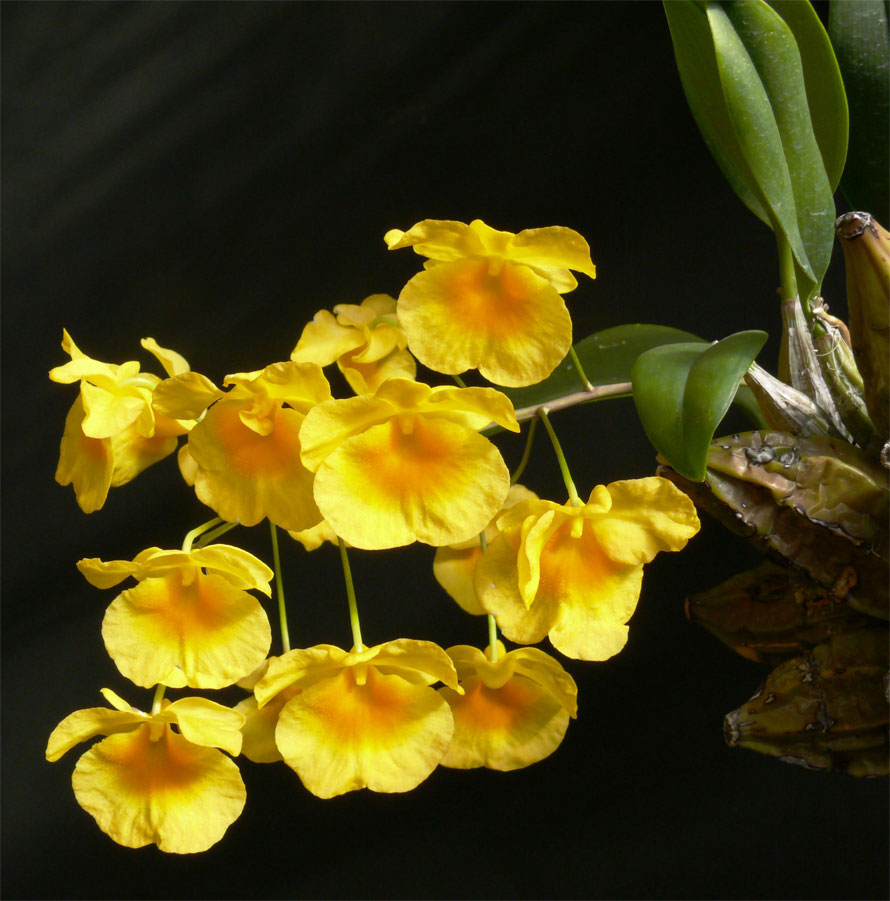 Dendrobium lindleyi - Dendrobium aggregatum, Hoàng thảo Vẩy rồng