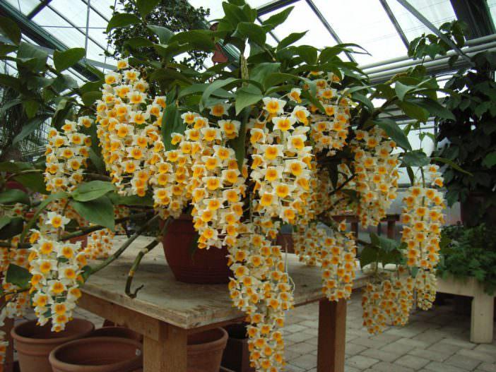 Hoàng thảo Thủy tiên cam, Dendrobium thyrsiflorum