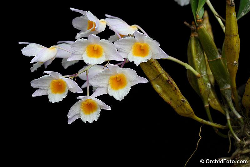 Thủy tiên trắng - Dendrobium farmeri - Kiều trắng, kiều vuông