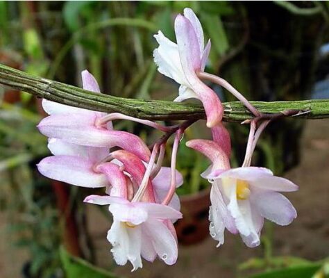 Hoàng thảo tích tụ - Dendrobium cumulatum - Vườn Lan