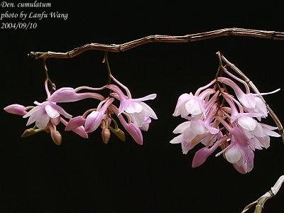 Hoàng thảo tích tụ - Dendrobium cumulatum