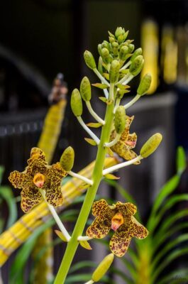 Vài nét về lan thanh tuyền và lan tổ yến - Vườn Lan