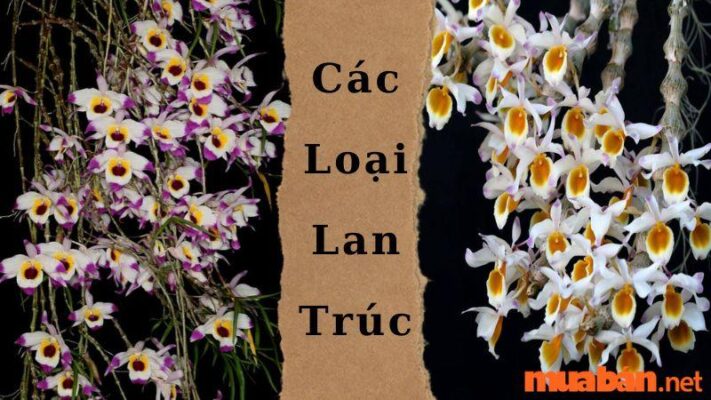 Ý Nghĩa Của Các Loại Lan Trúc Và Cách Chăm Sóc - Muaban.net