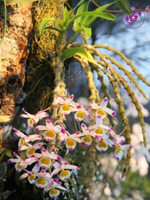 Lan trúc phật bà - kinh nghiệm thuần hóa từ thực tế của chuyên gia