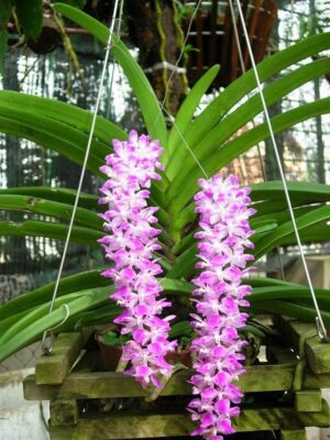 Sóc Lào – Aerides multiflora – Bài 33 - HÙNG NGUYỄN – ĐÀ LẠT