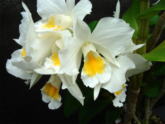 Dendrobium formosum - Bạch Nhạn - Vườn Lan