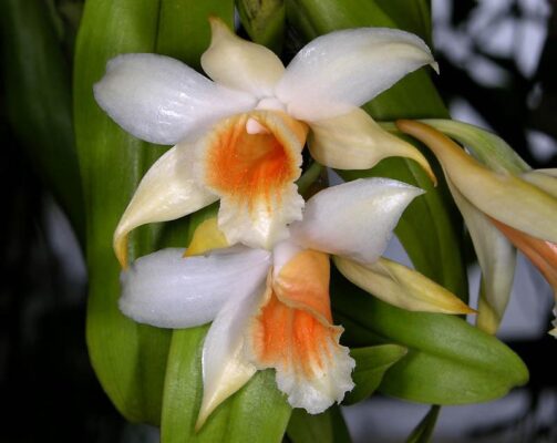 Nhất điểm hoàng - Dendrobium cariniferum - Vườn Lan