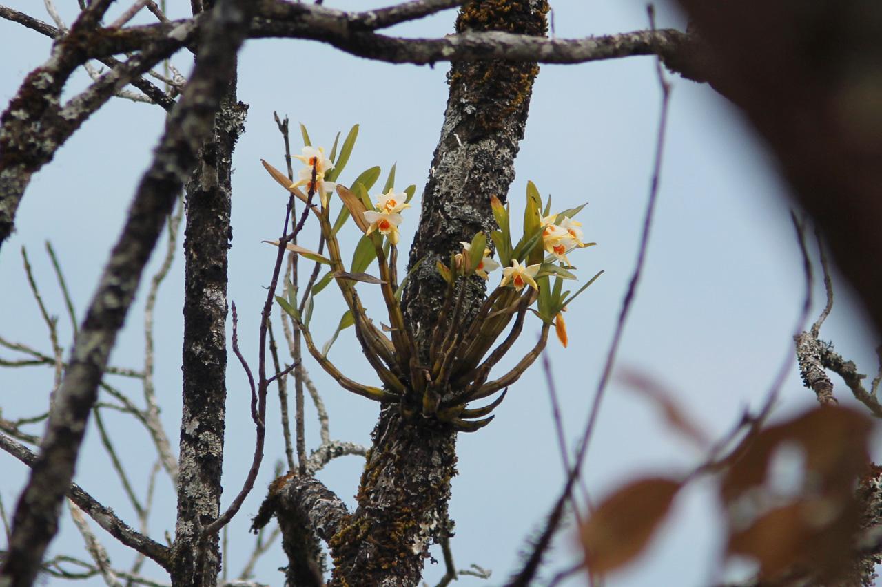 Nhất điểm hoàng - Dendrobium cariniferum - Hoàng thảo xương rồng