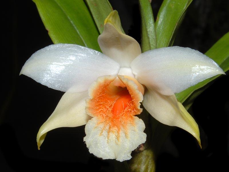 Nhất điểm hoàng - Dendrobium cariniferum - Hoàng thảo xương rồng