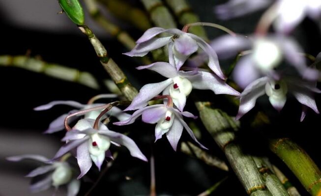 Hoàng thảo Hương vani - Dendrobium linguella - Vườn Lan