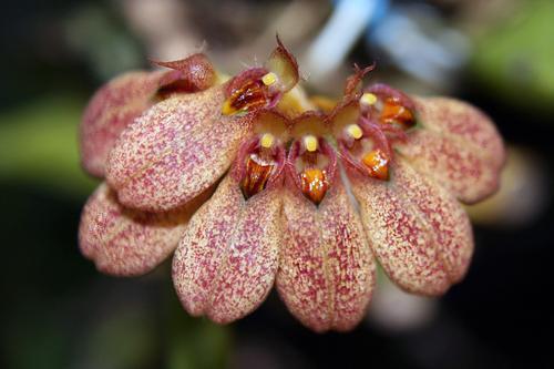 Bulbophyllum andersonii (Hook. f.) J.J. Sm. 1912