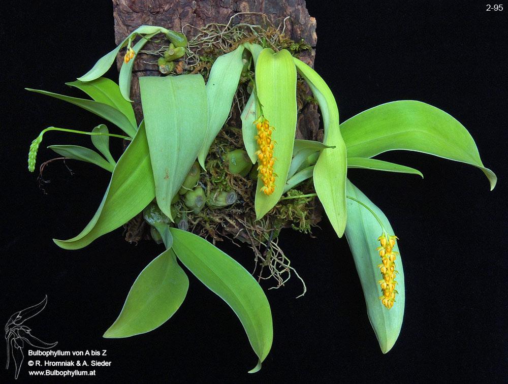 Bulbophyllum cauliflorum Hook. f., 1890