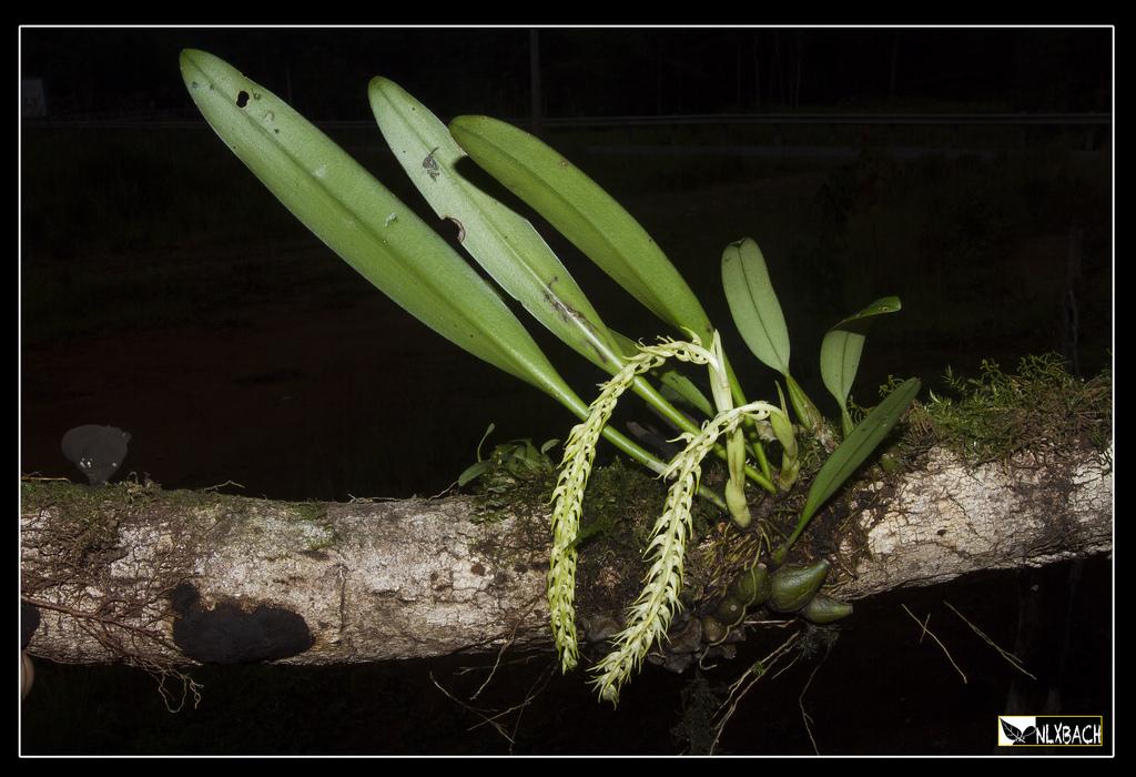 Bulbophyllum apodum Hook. f. 1890