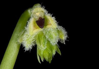 Bulbophyllum bariense Gagnep 1930