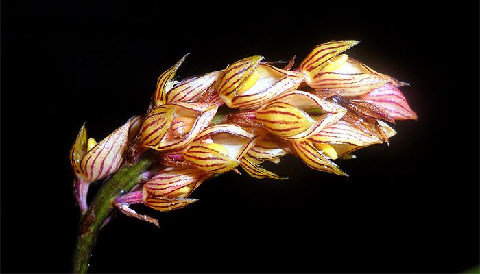 Bulbophyllum bisetoides Seidenf 1990