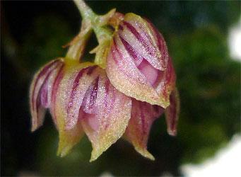Bulbophyllum boulbetii Tixier 1966