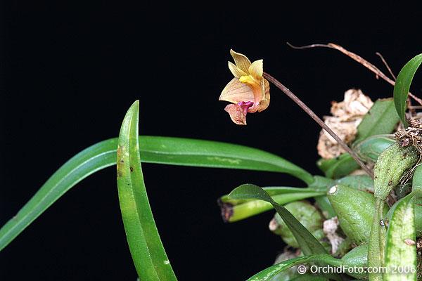 Bulbophyllum cariniflorum Rchb. f. 1861