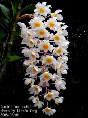 Thủy tiên tím - Dendrobium amabile - Vườn Lan
