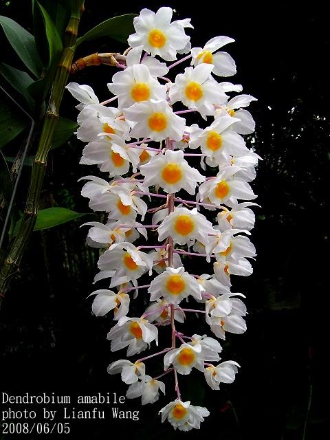 Thủy tiên tím - Dendrobium amabile