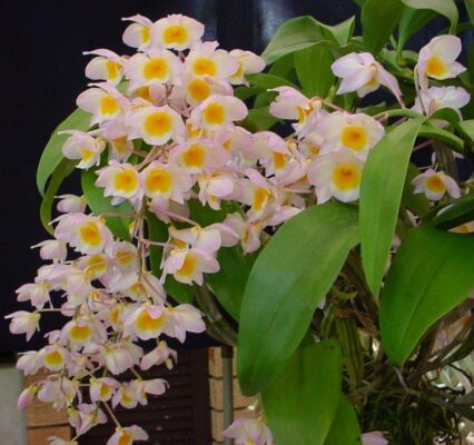 Thủy tiên trắng - Dendrobium farmeri - Vườn Lan
